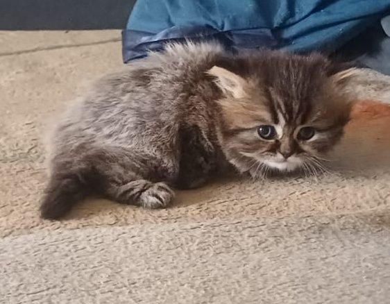 Британские котята