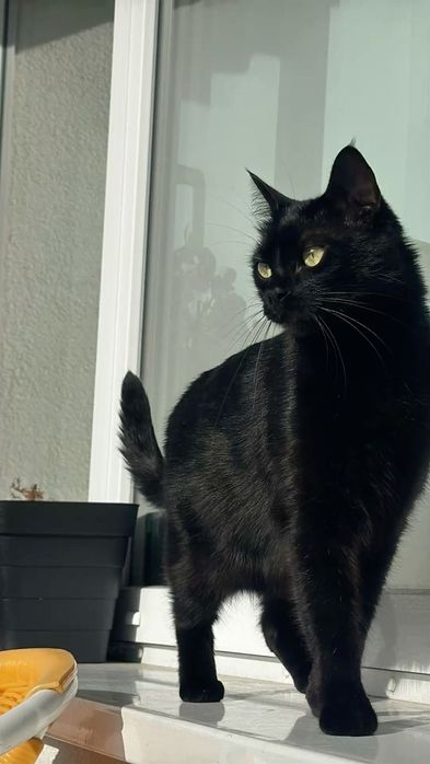 Mushuk sotiladi parodasini bilmiman ruchnoy