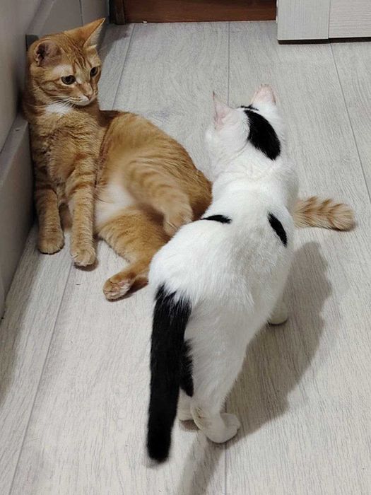 Кошка, стерилизованная