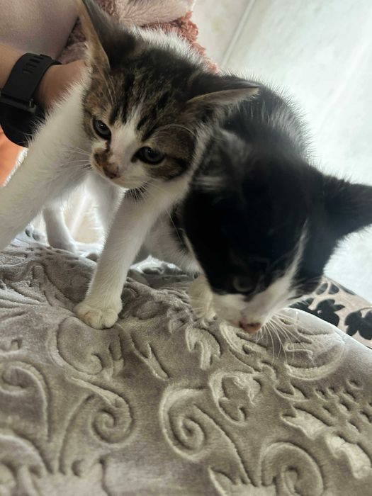 Подарявам Котета