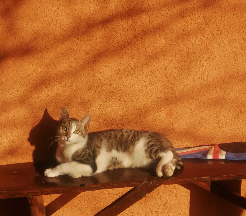 Donez pisici si motanei