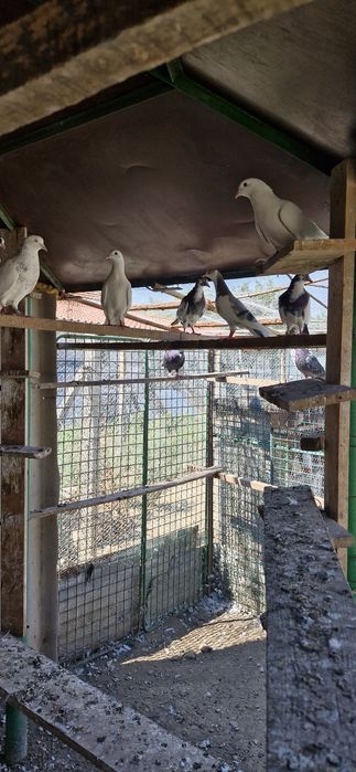 Пазарджйски гълаби