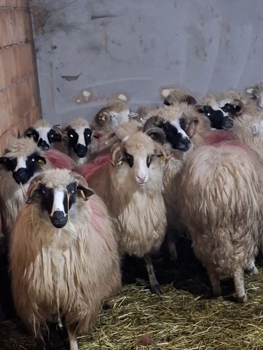 Oi tinere de vânzare