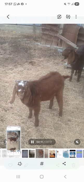 Екі битал сатылады бір ұрғашы бір еркек  ұрғашы 10 айлық еркек 7 айлық