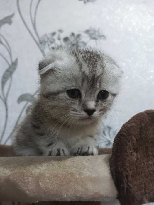 Котята шотландцы вислоухие