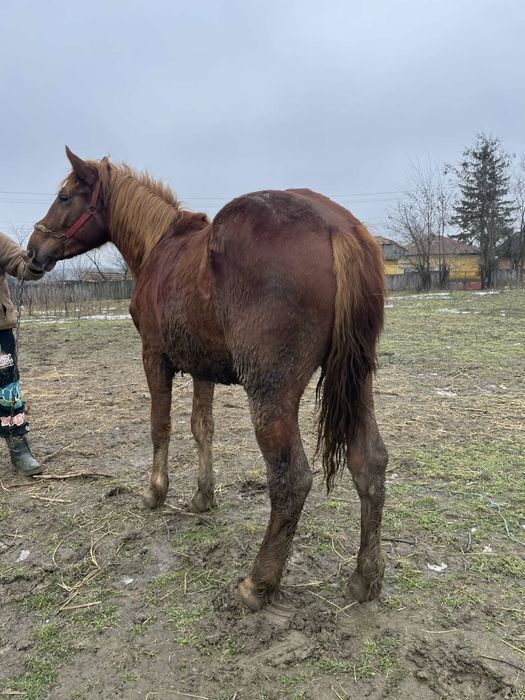 De vănzare mănz cu formă de un an !