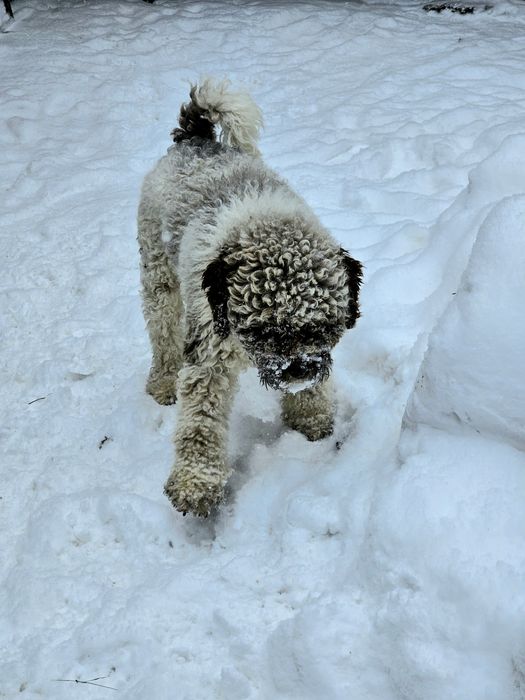 Vand caine Lagotto Romagnolo rasa pura