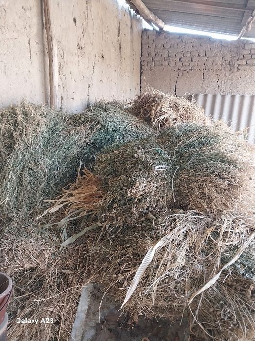 Беда боги 15 мингдан