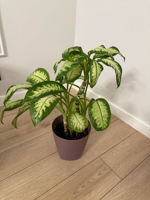 Комнатные растения.