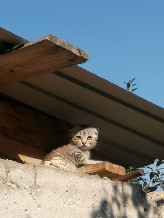 Котята в хорошие руки