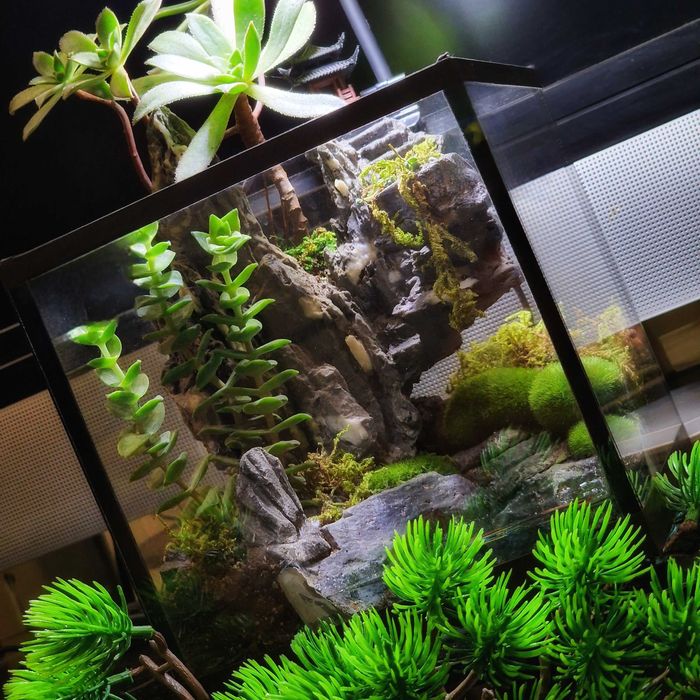 Флорариум, суккуленты