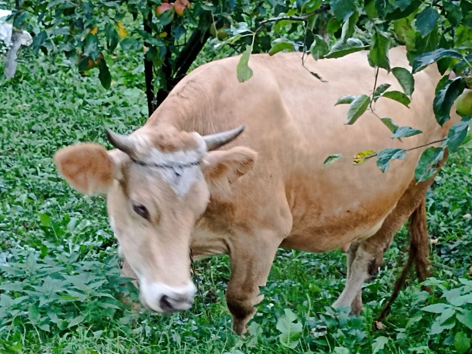 Vând vacă tânără brună de Maramureș