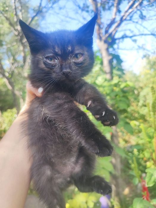 Отдам котят в добрые руки