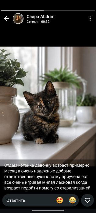 Отдам котенка девочка в хорошие добрые руки