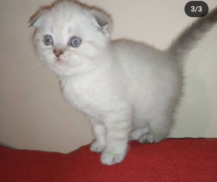 Шотландский вислоухий кот. Вязка