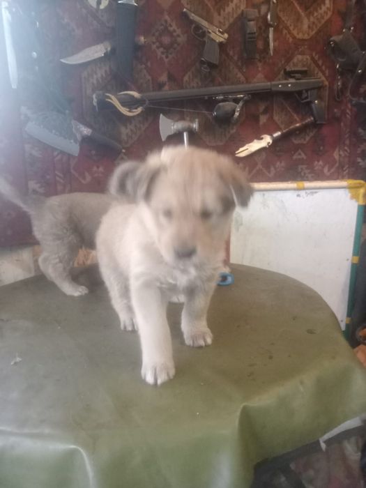 Отдам щенят  в добрые руки