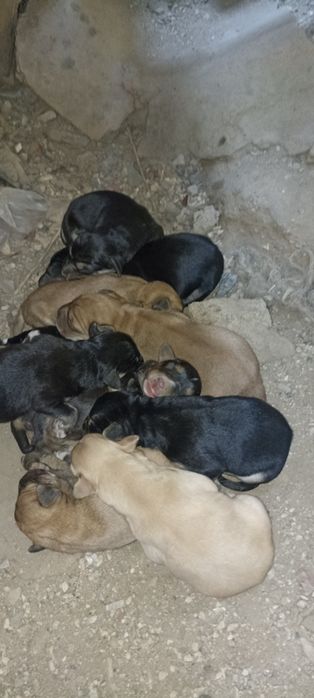 Отдам в добрые руки