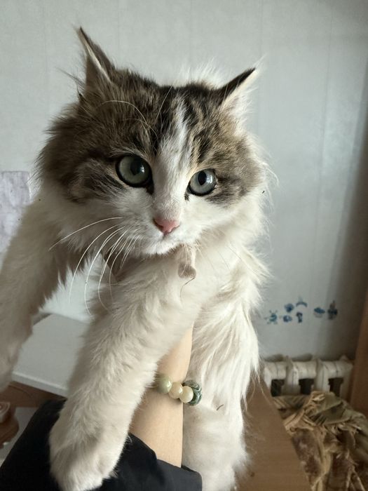 Красивая кошечка