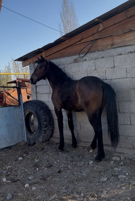 Продам жеребчика русского рысака