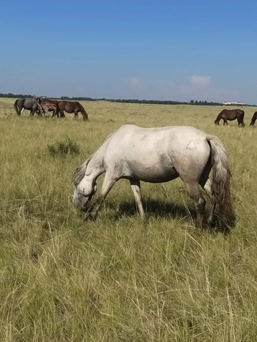 Продам БИЕ недорого