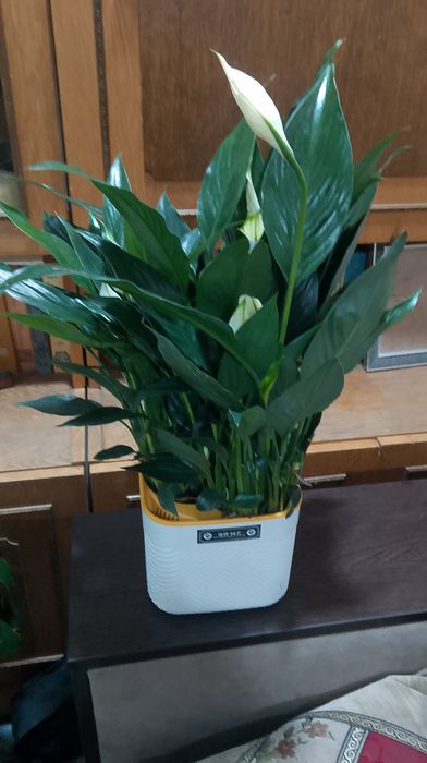 Спатифиллум комнатные растения