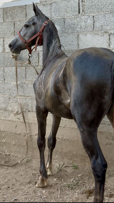 Продам Орловскую Кобылку