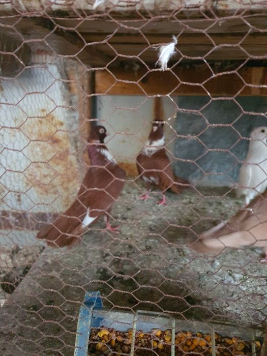 Омурташки гълъби