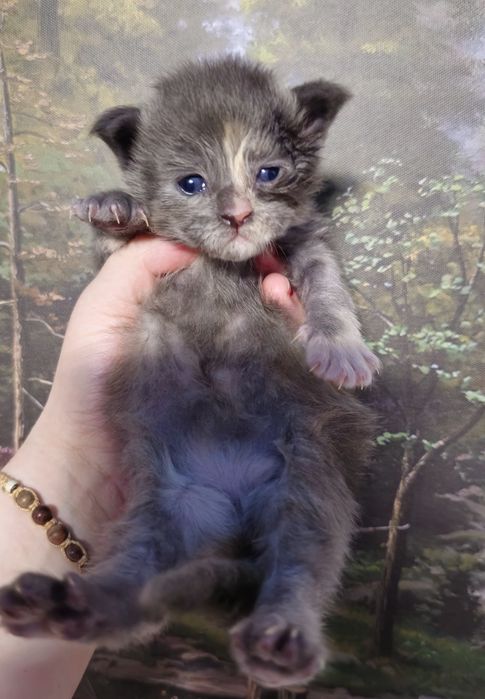 Maine coon fetita pedigree felisa autorizata