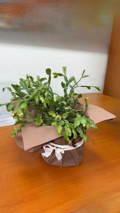 Kalanchoe blossfeldiana — каланхоэ Блоссфельда.