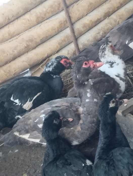 Утки Индаутки Продаются