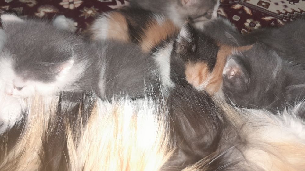 Котята бесплатно/ Марғаулар тегін