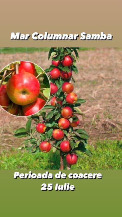 Pomi fructiferi columnari si pitici anul 3 de vegetatie