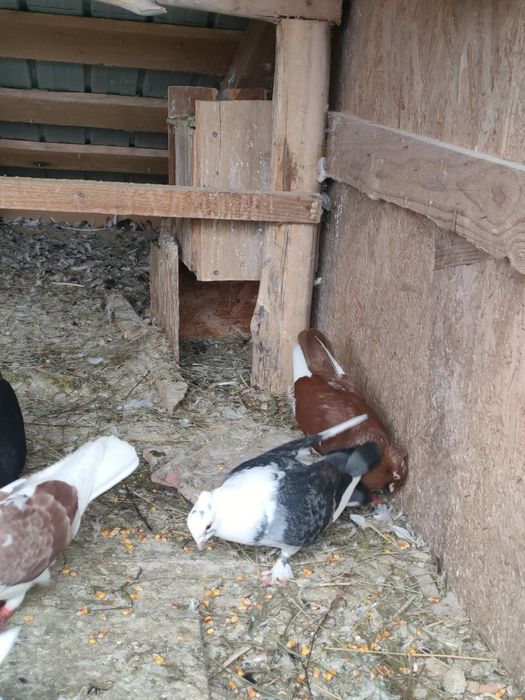 Standard si jucători, mătase japoneză