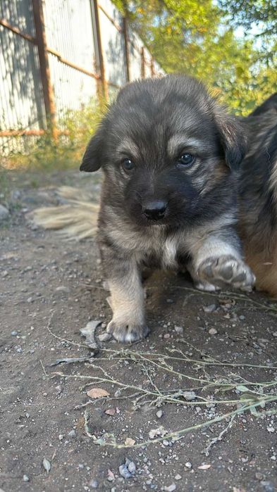 Отдам щенков в хорошие руки