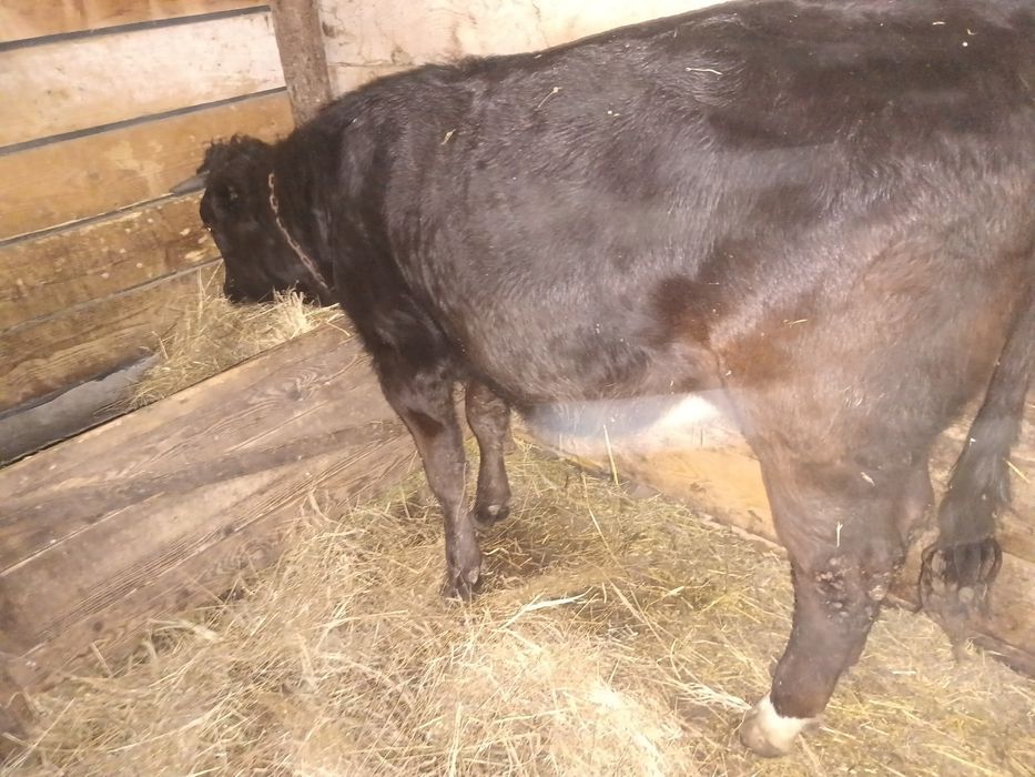 Vând junică ,vitica ,9-10  luni