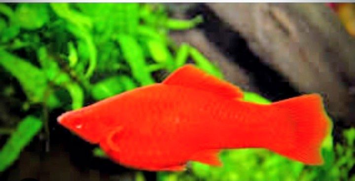 Продам гуппи и меченосец