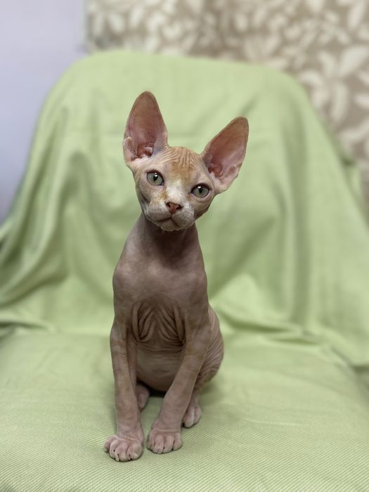 Продаются котята сфинкс