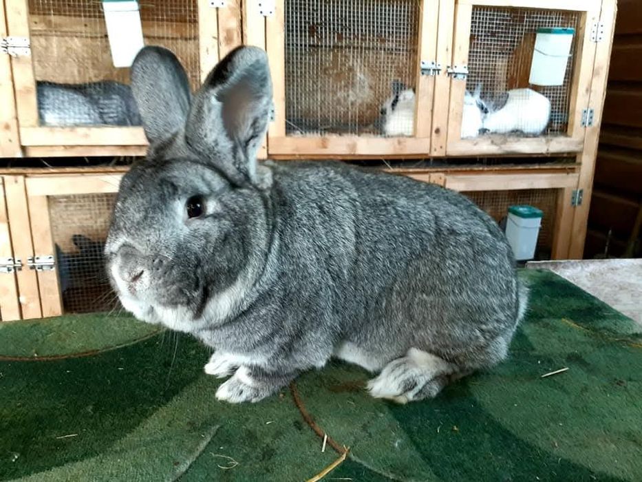 Iepuri de toate vârstele