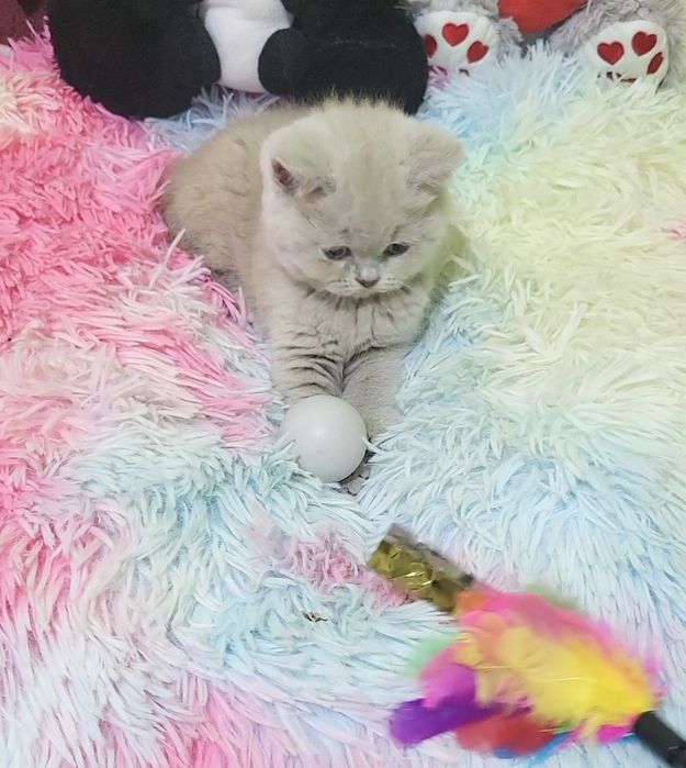 British shorthair