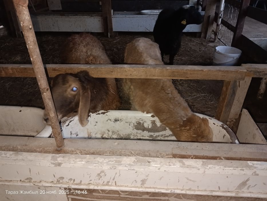 қойлар, тоқтылар, сектер