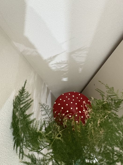 продам аспарагус вместе с кашпо