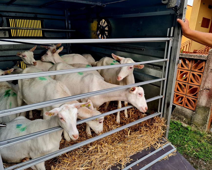 Transport animale vii