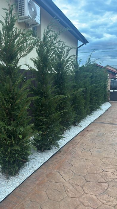 Leylandi cupressus/ livrare gratuita oriunde în Țară