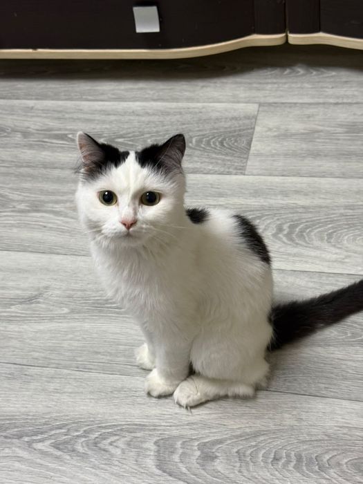Отдам добрую кошечку