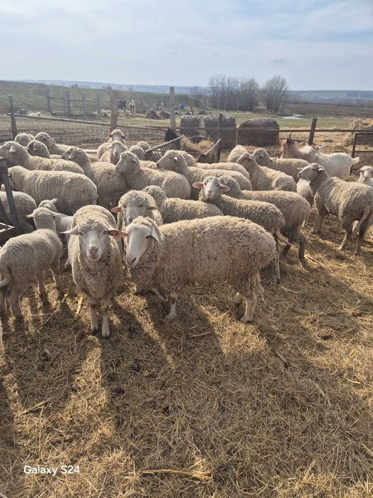 Oi cu miei de vanzare