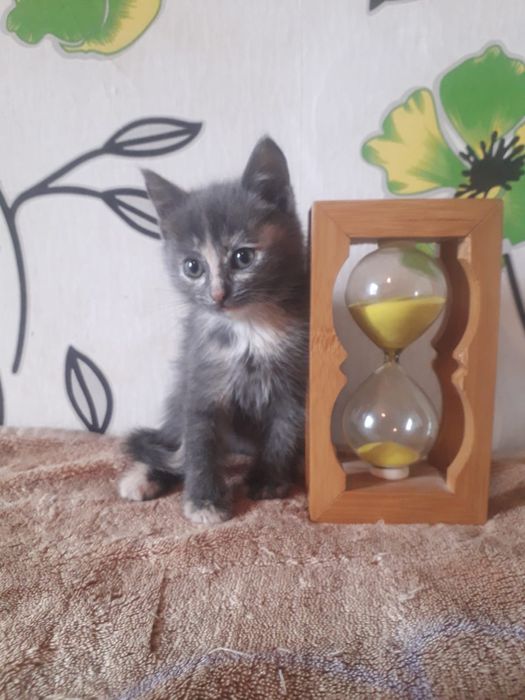 Отдам котят 1.5 месяца