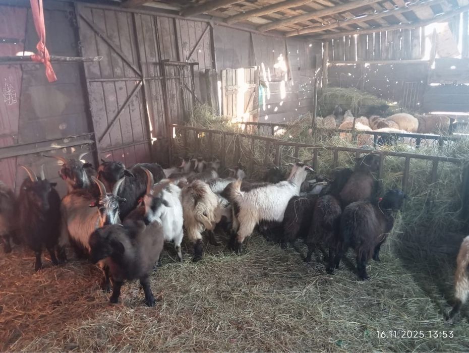 Продам баран, коз