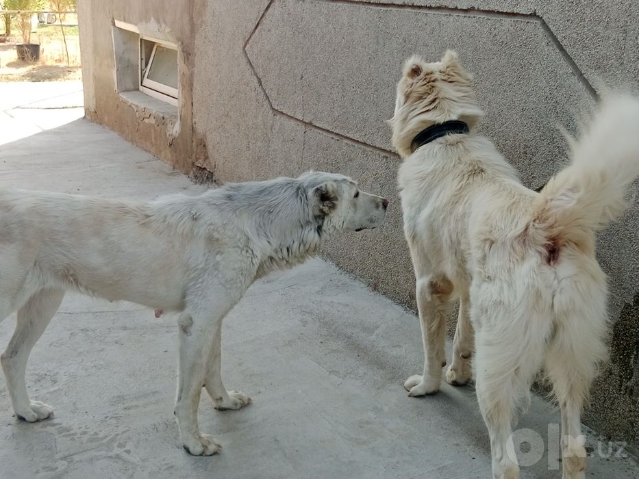 Супер гигант Алабай