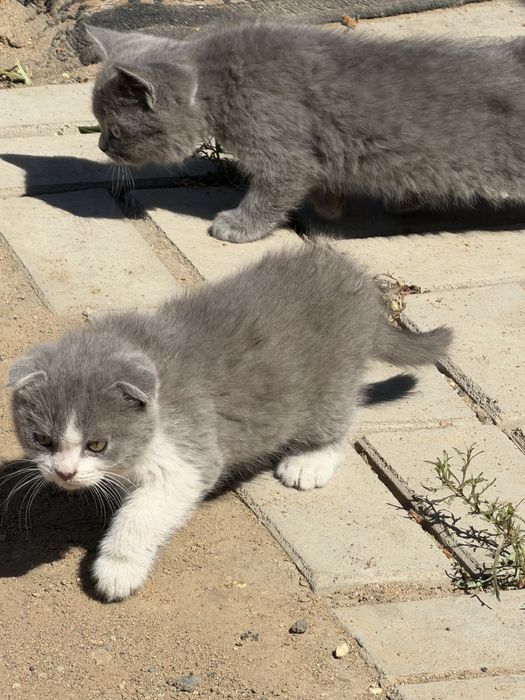 Отдам котят бесплатно