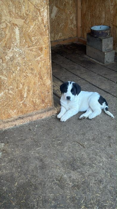 asia centrala disponibila